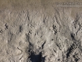 Raccoon Tracks