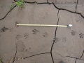 Raccoon Tracks
