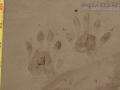 Raccoon Tracks