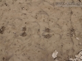 Raccoon Tracks