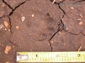Raccoon Tracks (Obscure)
