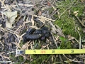 Ringtail Scat