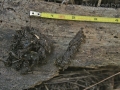 Ringtail Scat