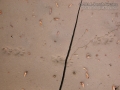 Ringtail Tracks