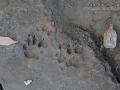 Ringtail Tracks