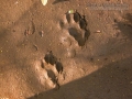 Ringtail Tracks