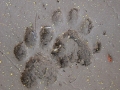Ringtail Tracks
