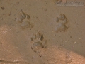Ringtail Tracks
