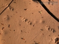 Ringtail Tracks