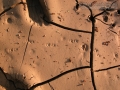Ringtail Tracks