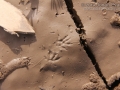 Shrew Tracks
