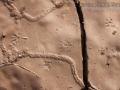 Shrew Tracks