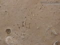 Shrew Tracks