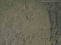 Shrew Tracks