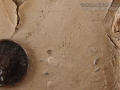 Shrew Tracks