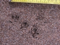 Shrew Tracks