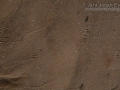 Shrew Tracks