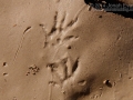 Shrew Tracks