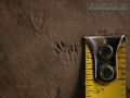 Shrew Tracks