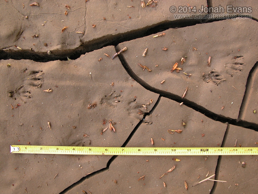 Muskrat Tracks