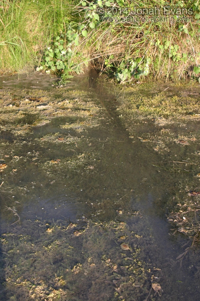 Nutria Trail