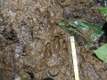 Agouti Tracks