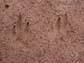 Agouti Tracks