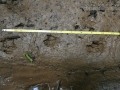Agouti Tracks