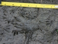 Baby Nutria Tracks