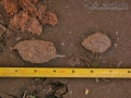 Beaver Scat