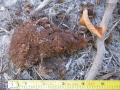 Beaver Scat