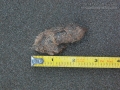 Beaver Scat