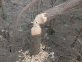 Beaver Sign