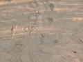 Beaver Sign