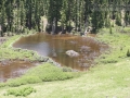 Beaver Sign