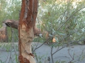 Beaver Sign