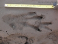 Beaver Tracks