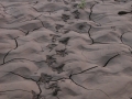 Beaver Tracks