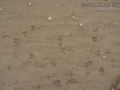 Beaver Tracks