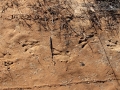 Beaver Tracks