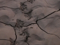 Beaver Tracks