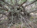 Big-eared Woodrat Nest