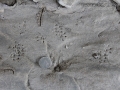 Black Rat Tracks