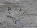 Black Rat Tracks