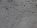 California Ground Squirrel Scent Marking