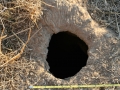 California Ground Squirrel Burrow