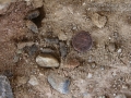 California Ground Squirrel Scat