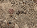 California Ground Squirrel Scat