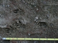 California Ground Squirrel Tracks