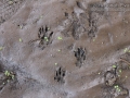 California Ground Squirrel Tracks